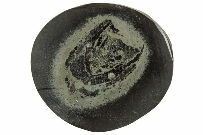 Polished Fish Coprolite (Fossil Poo) Nodule Half - Scotland #314930